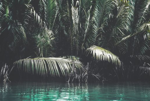 Faisal waheed 2i0 Owl Z K4 unsplash