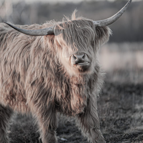 Schotse Hooglanders 1