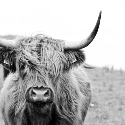 Schotse hooglander 2 fotobehang