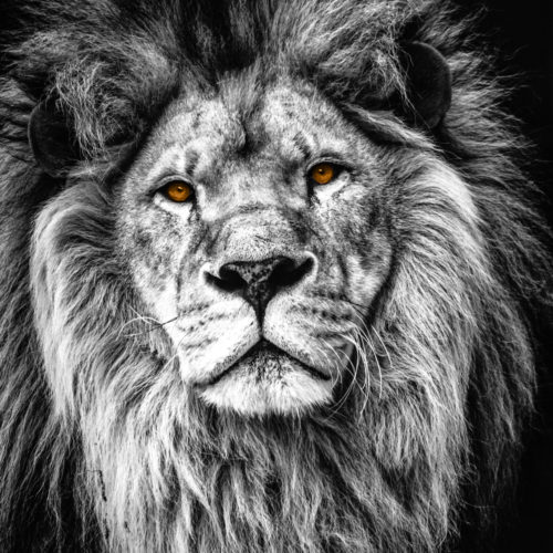 Leeuw Portret