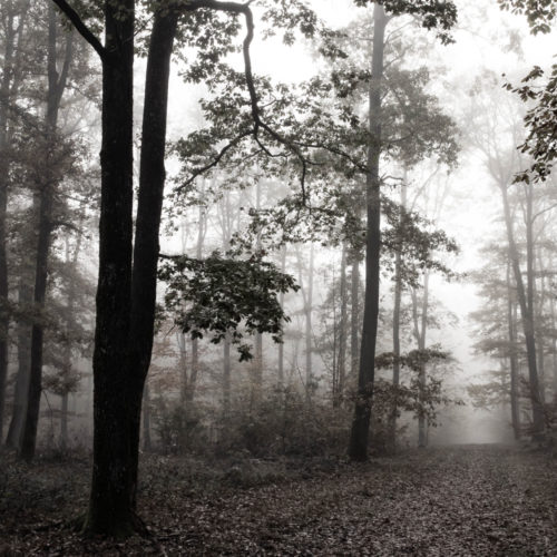 Ochtend in de bossen