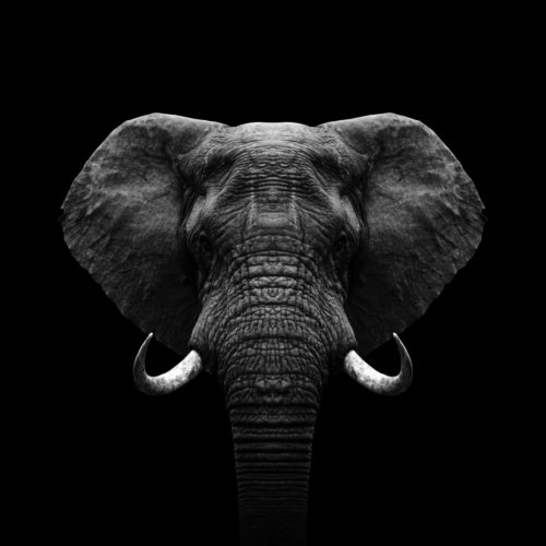 olifant portret