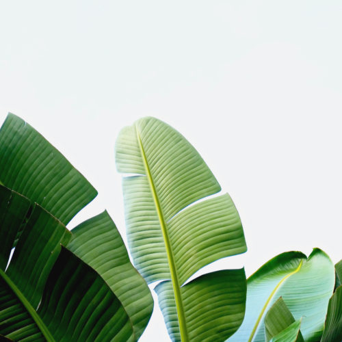 Shutterstock 1071325991