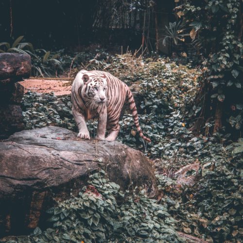 Wayne chan Pi Ec ZXGX Fu U unsplash