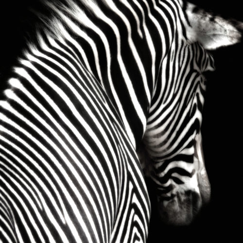 Zebra Portret fotobehang
