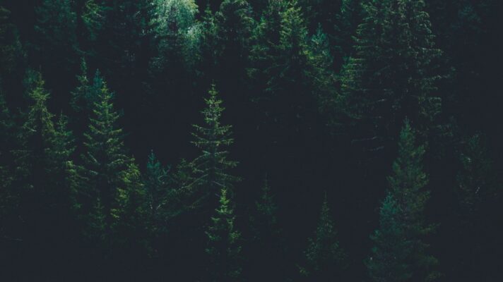 Donker Bos Fotobehang