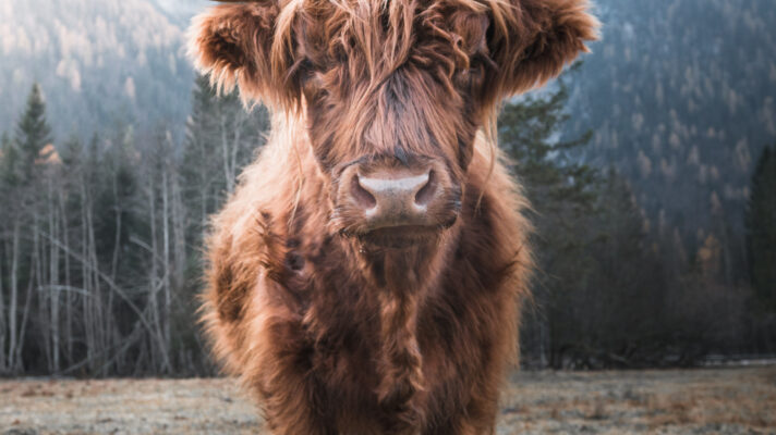 Highlander in de bergen