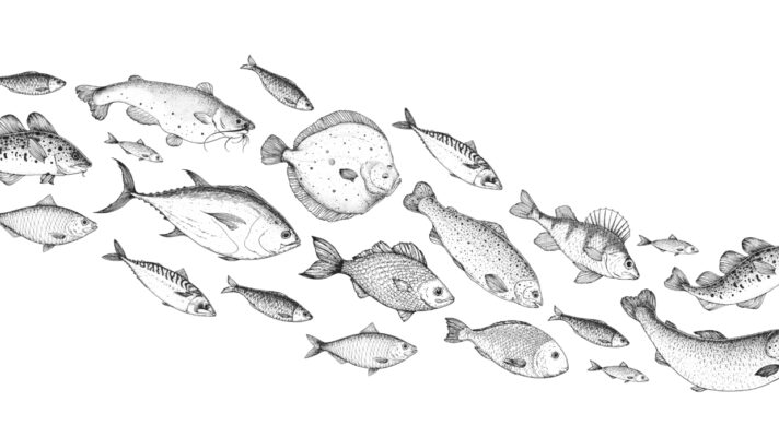 School of fish