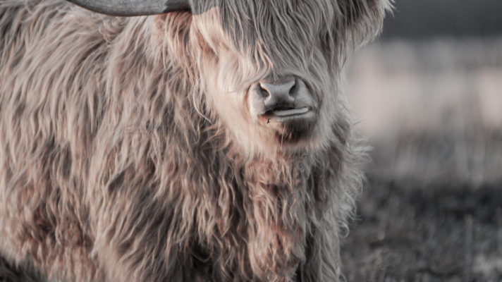 Schotse Hooglanders 1