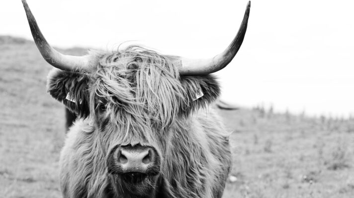 Schotse hooglander 2 fotobehang