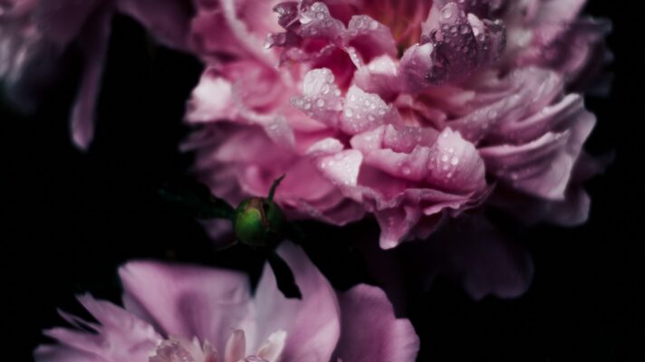 Annie spratt n P1 EL 8d Lc4 unsplash