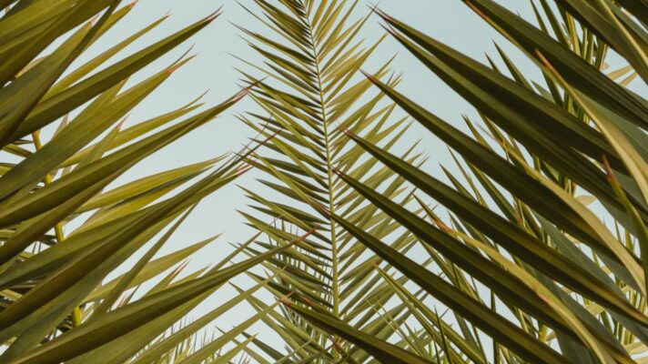 Ashkan forouzani SYM9t8j4i E8 unsplash