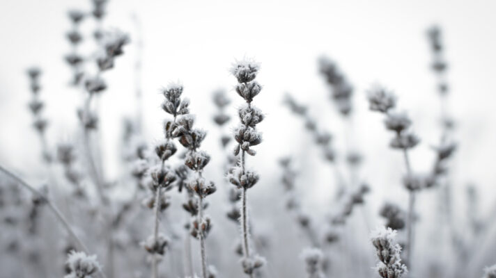 de-bevroren-lavendel