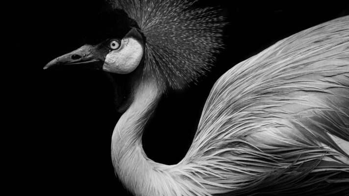 de kraankroon vogel fotobehang