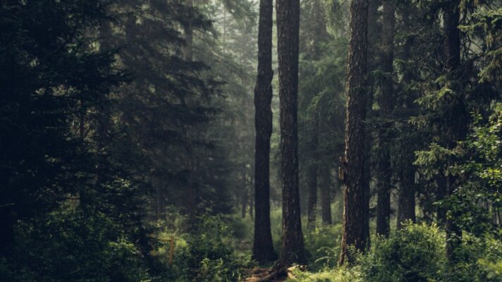 Deglee degi w Q Imoyk Aw Gs unsplash