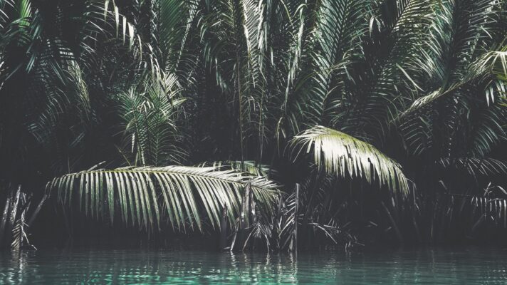 Faisal waheed 2i0 Owl Z K4 unsplash