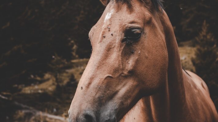 Florian van duyn uq HT An CBS8w unsplash