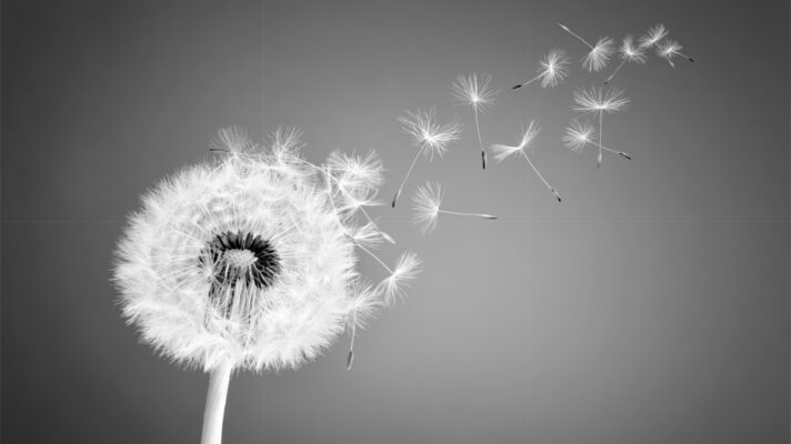 Grijze Paardenbloem Fotobehang