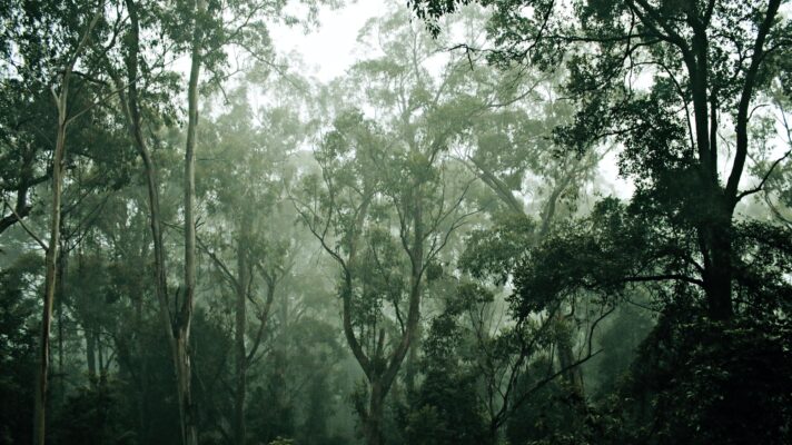 Groene Bossen Fotobehang