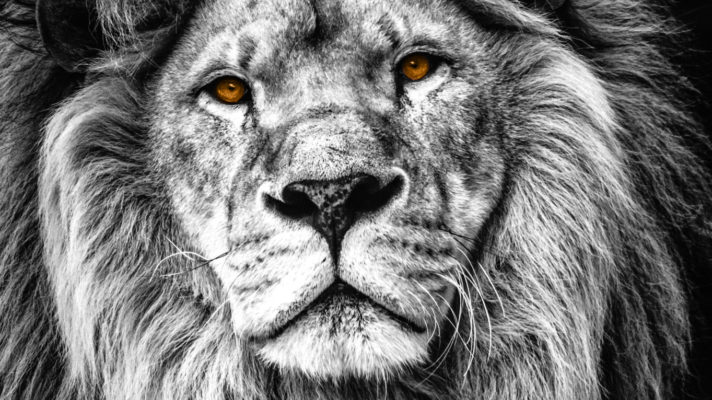 Leeuw Portret