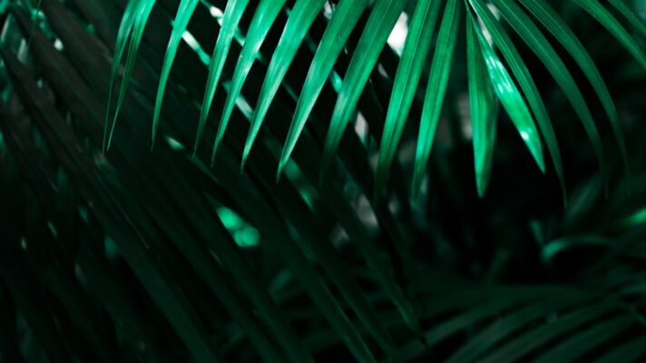 Mona eendra f Io Q a Rycys unsplash