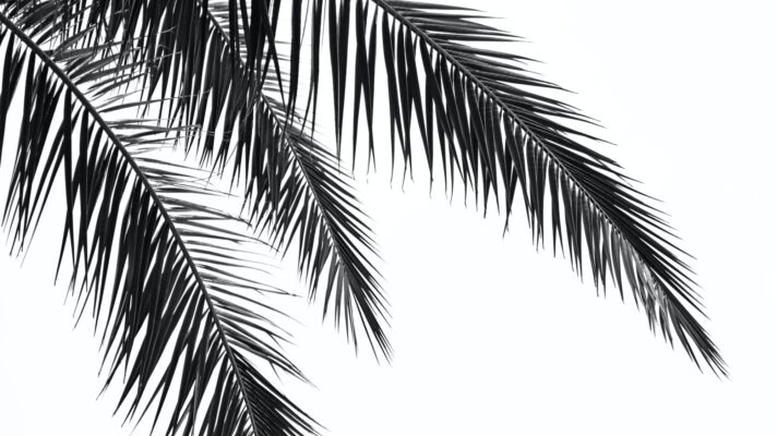 Nika akin T In BQ3 Jlp w unsplash