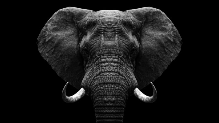 olifant portret