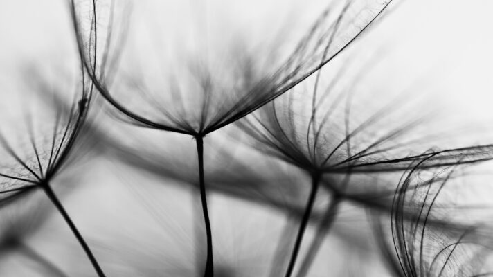 paardenbloem abstract fotobehang