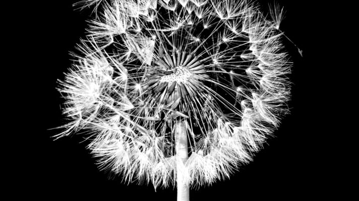 paardenbloem fotobehang