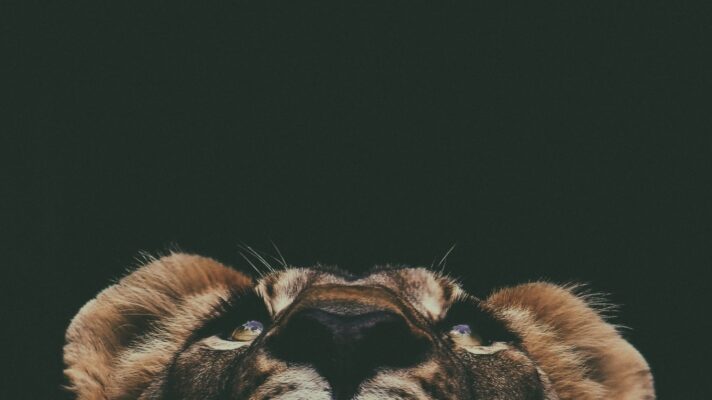 Prince david MMK Ab QPI Xg8 unsplash