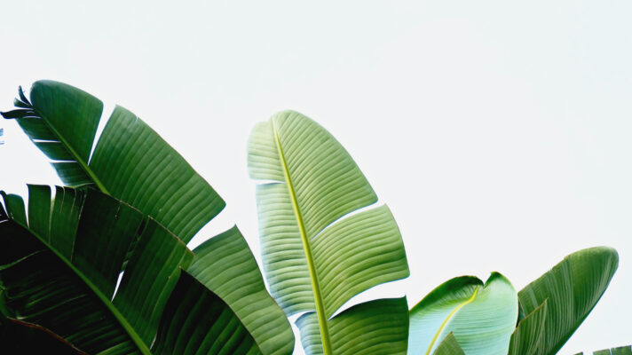 Shutterstock 1071325991