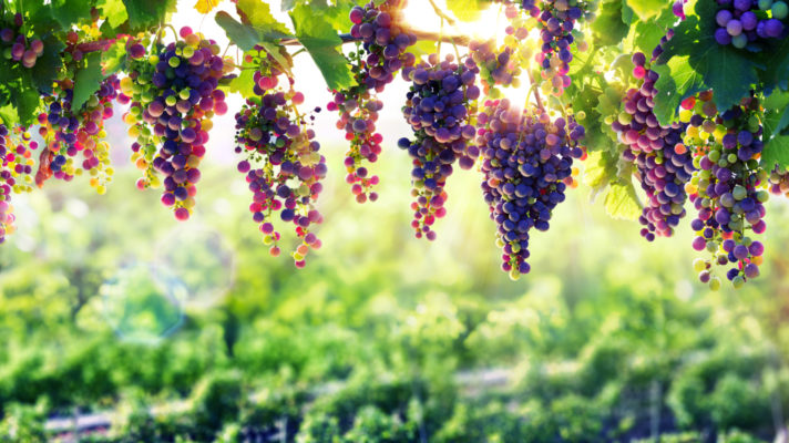 Shutterstock 313030295