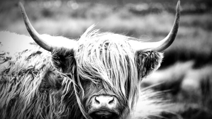 Shutterstock 753541153 2