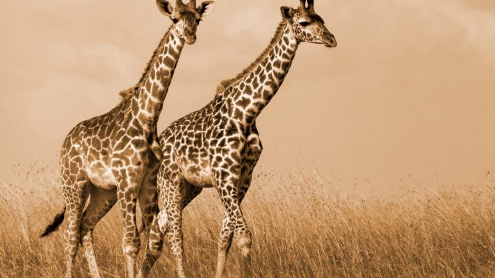 Wilde giraffe