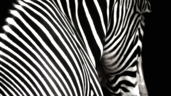 Zebra Portret fotobehang