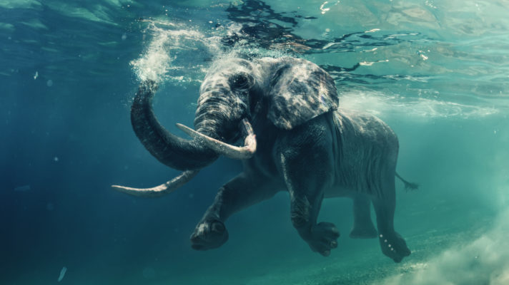 zwemmende olifant fotobehang